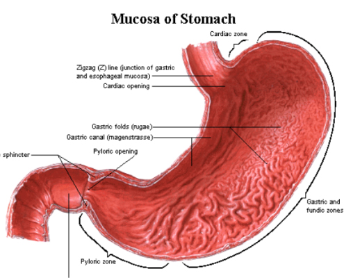 stomach anatomy reference