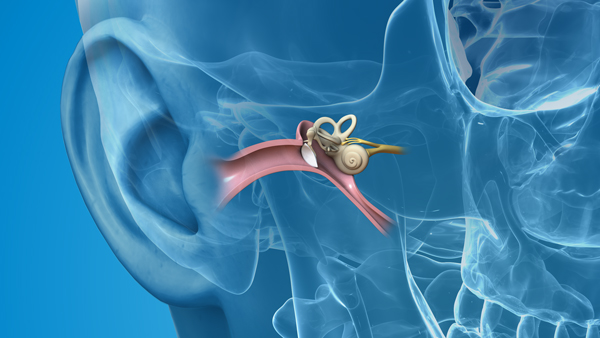 ENT ear anatomy ENT ear anatomy