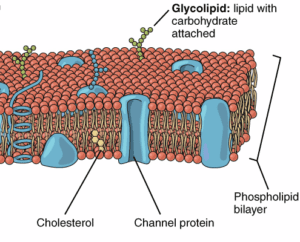 bilipid layer reference