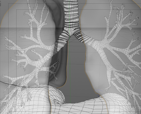 3D lung wireframe model