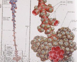 alveoli anatomy reference 2