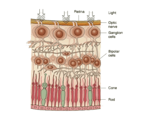 retina anatomy reference