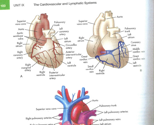 angina arteries anatomy reference
