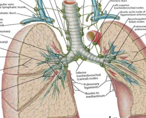 lung anatomy reference