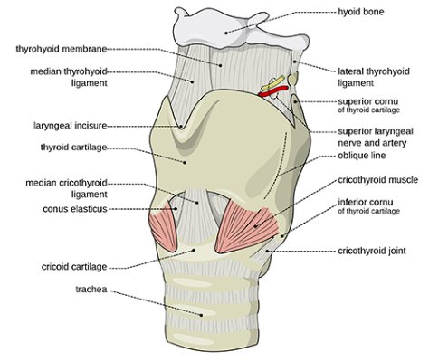 larynx anatomy reference