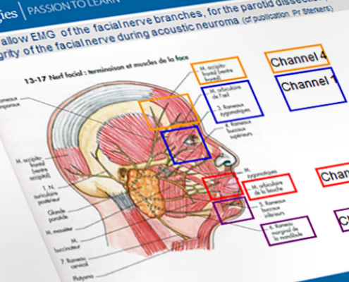 nerve anatomy reference